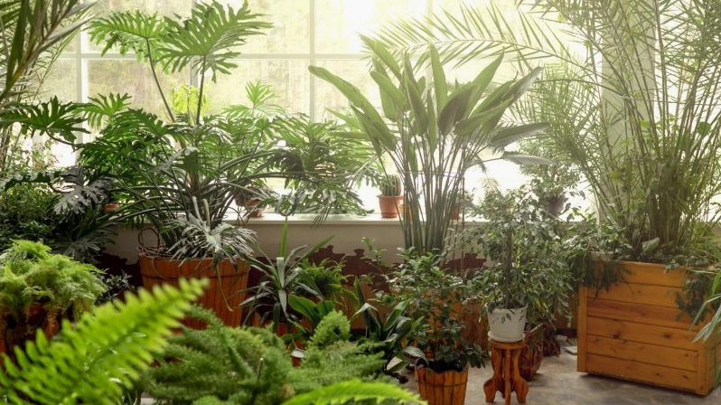 10+ loại cây trồng trong nhà không cần tưới nước, thách thức cả người lười chăm sóc
