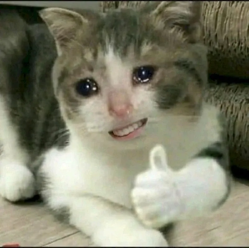 Meme mèo cười haha ngộ nghĩnh và sáng tạo gây tiếng cười