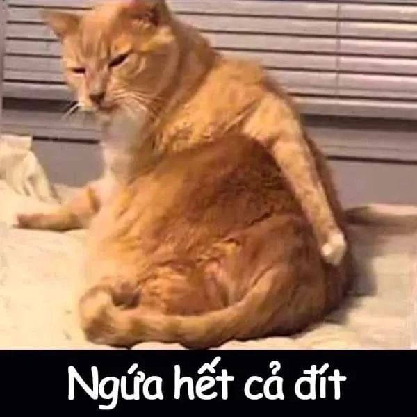 Ảnh meme mèo cute hài hước và đáng yêu dành cho mọi tình huống