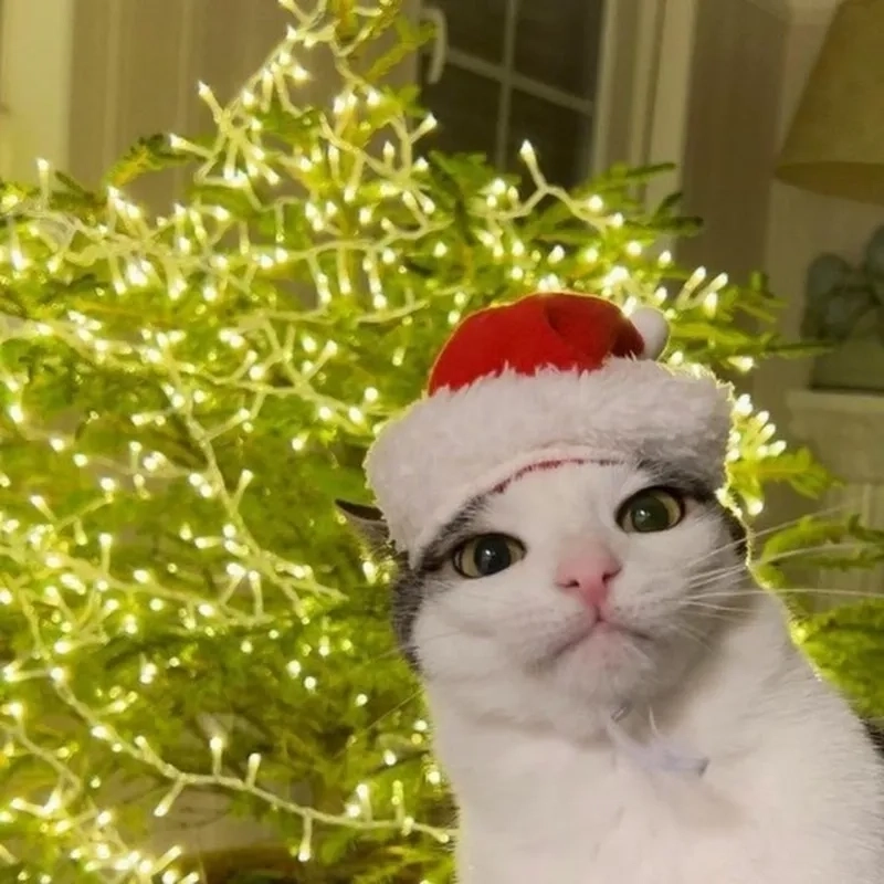 Ảnh mèo đội mũ Noel meme cực kỳ đáng yêu và hài hước