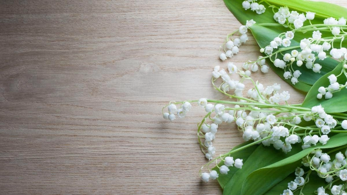 Ảnh nền hoa linh lan dịu dàng sâu lắng