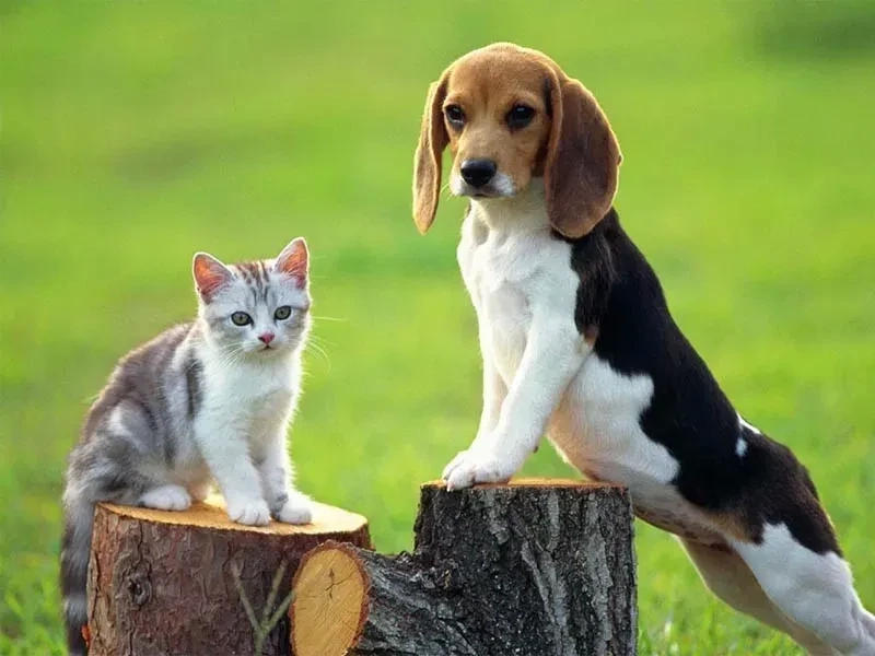 Avatar chó mèo cute giúp làm không gian của bạn thêm phần đáng yêu