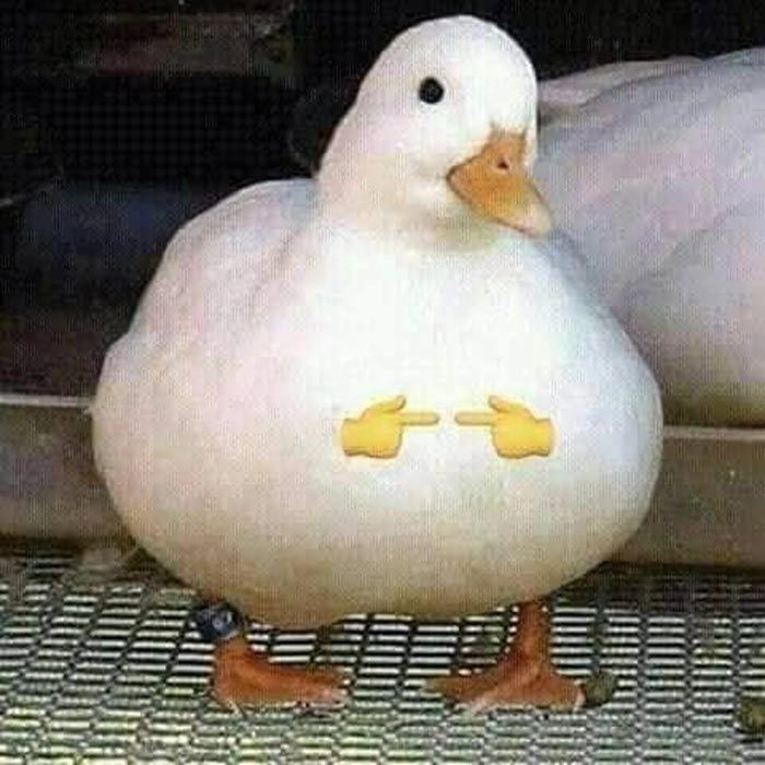 Avatar meme vịt mang lại niềm vui cho trang cá nhân của bạn