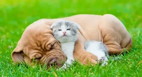 Avatar mèo dễ thương tạo không gian tươi mới và sinh động