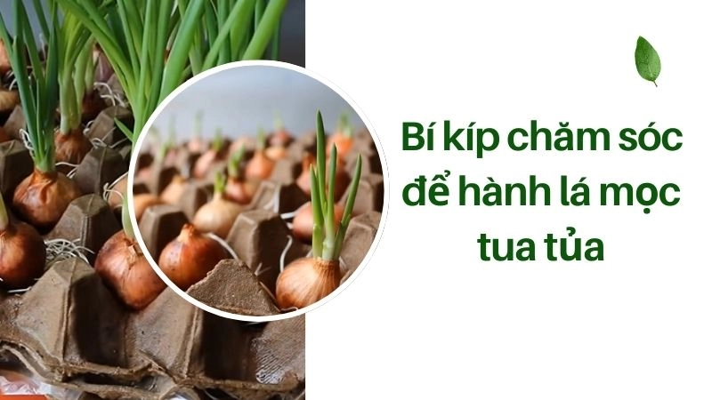 Bí kíp chăm sóc để hành lá mọc tua tủa, thu hoạch liên tục