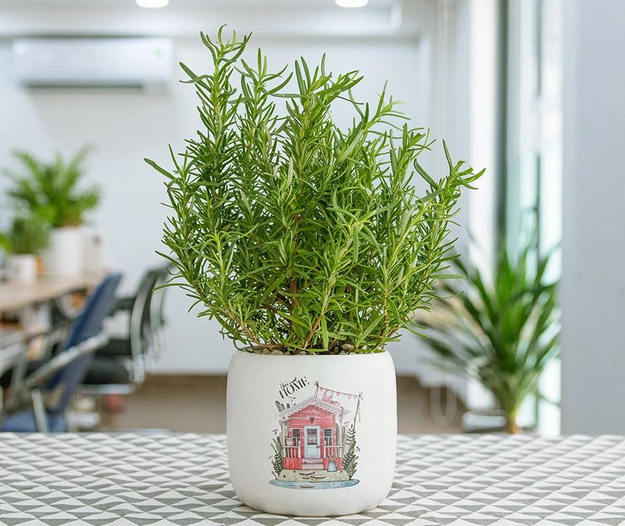 Bí quyết trồng cây hương thảo tốt như Đà Lạt ngay tại nhà