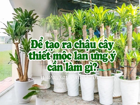 Bí quyết trồng cây Thiết Mộc Lan trong chậu khỏe mạnh, sai hoa
