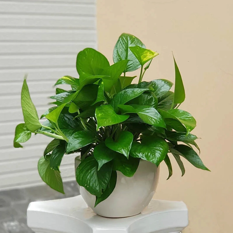 Các Loại Cây Kiểng Trồng Trong Nhà Tuyệt Đẹp Cho Không Gian Sống