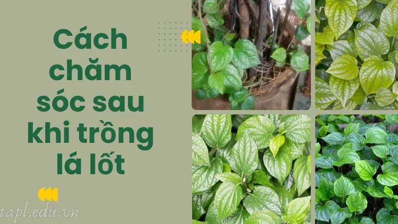 Cách chăm sóc sau khi trồng lá lốt