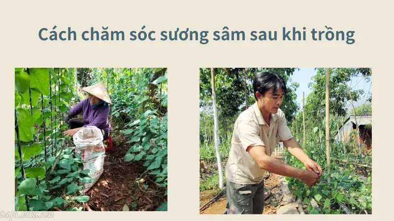 Cách chăm sóc sương sâm sau khi trồng