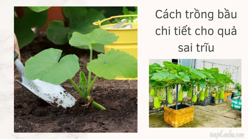 Cách trồng bầu tại nhà nhanh lớn, cho quả sai trĩu