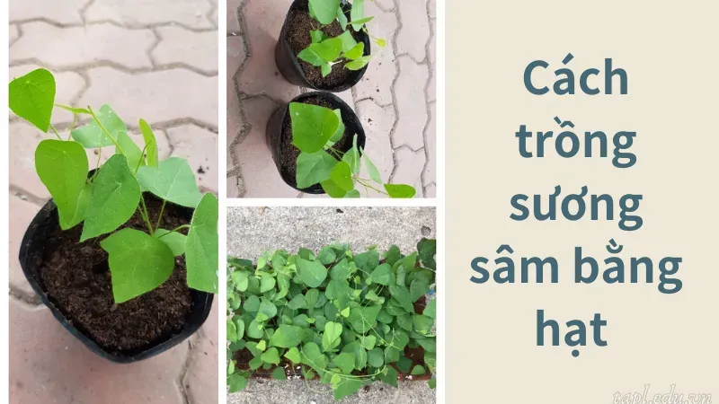 Cách trồng sương sâm bằng hạt