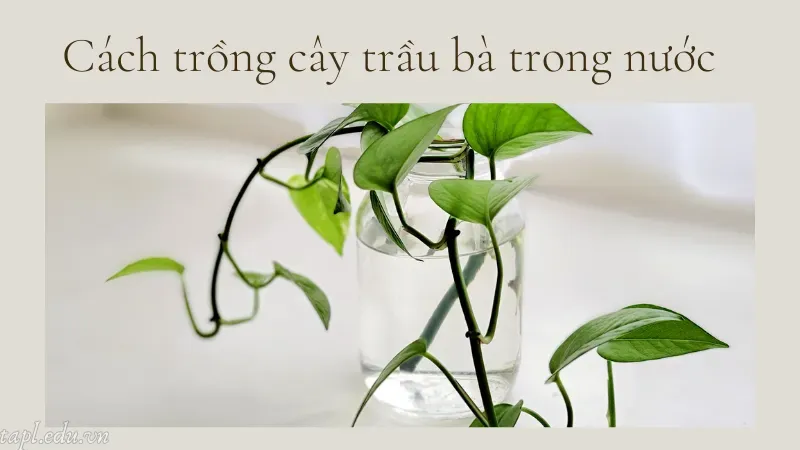 Cách trồng cây trầu bà trong nước