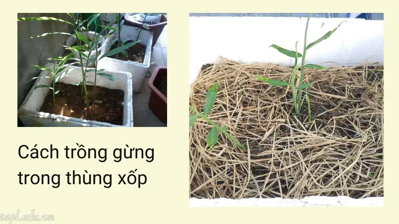 Cách trồng gừng trong thùng xốp