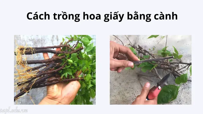 Cách trồng hoa giấy bằng cành