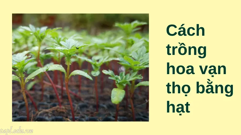 Cách trồng hoa vạn thọ bằng hạt