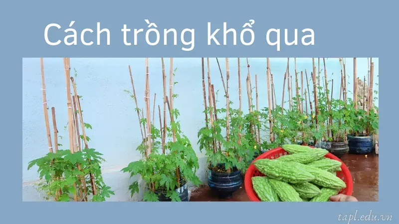 Cách trồng khổ qua tại nhà cho quả sai, ít sâu bệnh