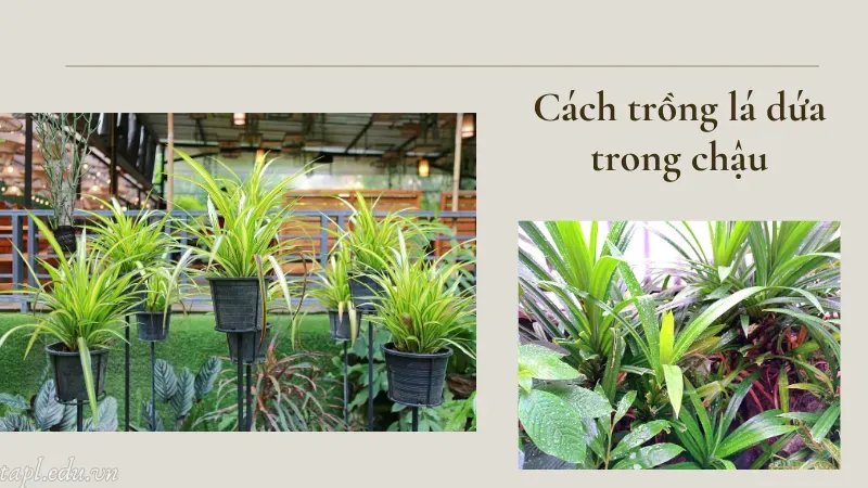 Cách trồng lá dứa trong chậu