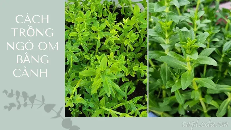 Cách trồng ngò om bằng cành
