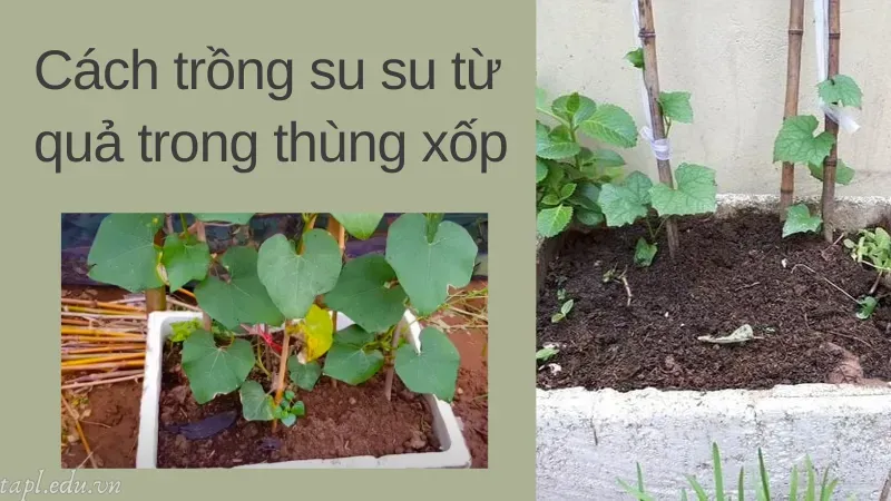 Cách trồng su su từ quả trong thùng xốp