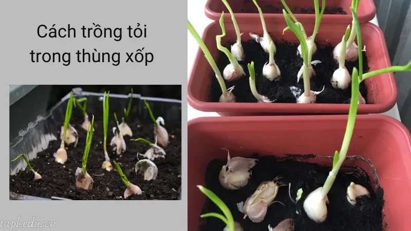 Cách trồng tỏi trong thùng xốp
