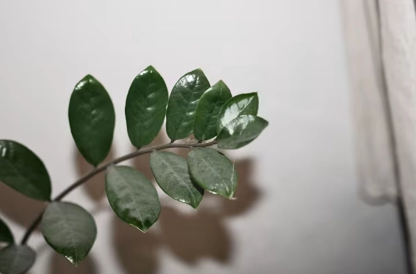 Cây Kim Tiền Vượng Khí: Hướng Dẫn Trồng và Chăm Sóc Toàn Diện