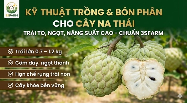 Cây na trồng bao lâu có trái? Hướng dẫn chăm sóc cây na cho năng suất cao