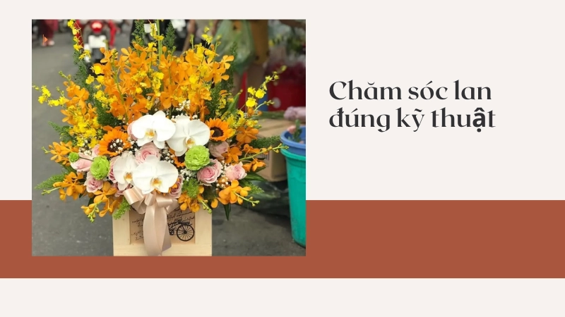Chăm sóc lan đúng cách để hoa tươi lâu và màu sắc rực rỡ