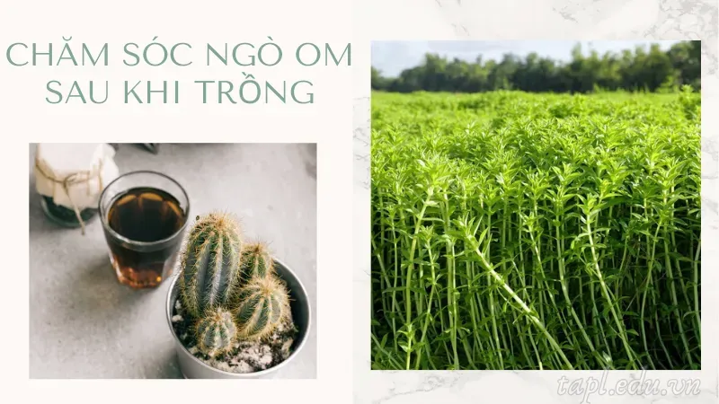 Chăm sóc ngò om sau khi trồng
