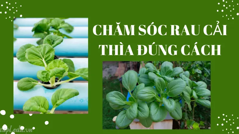 Chăm sóc rau cải thìa đúng cách