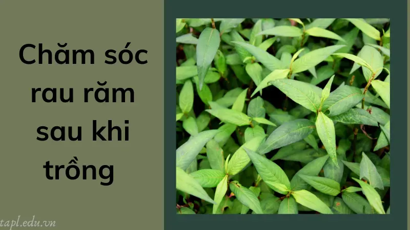 Chăm sóc rau răm sau khi trồng 
