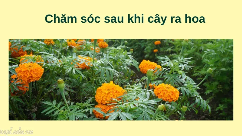 Chăm sóc sau khi cây ra hoa