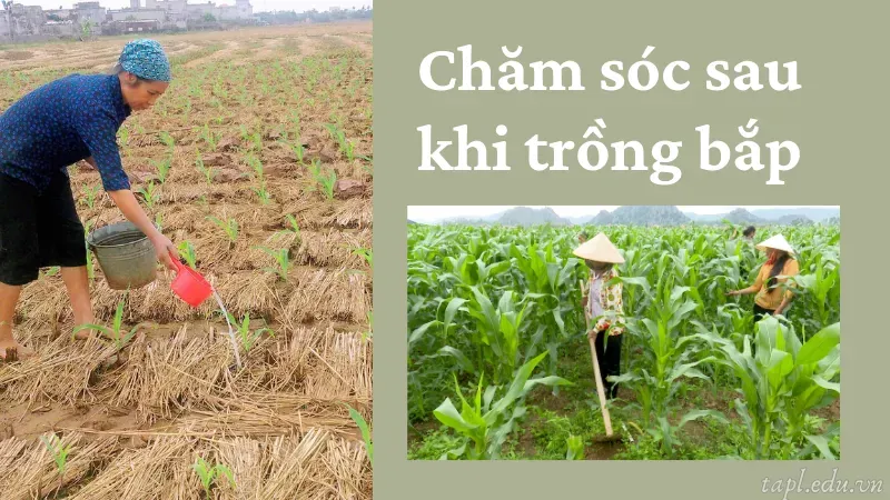 Chăm sóc sau khi trồng bắp