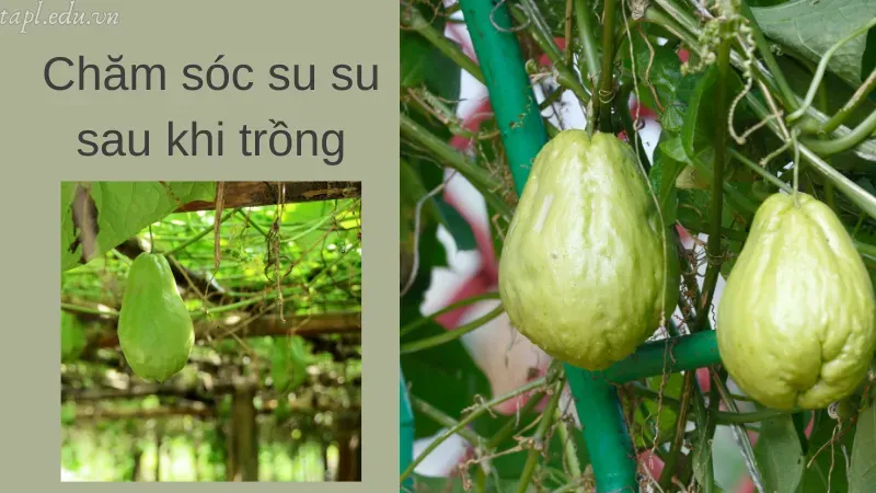 Chăm sóc su su sau khi trồng