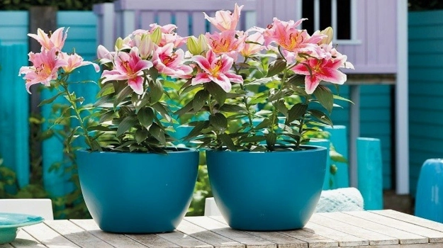Chậu Ly Sứ Trồng Cây: Lựa Chọn Tinh Tế Cho Không Gian Xanh