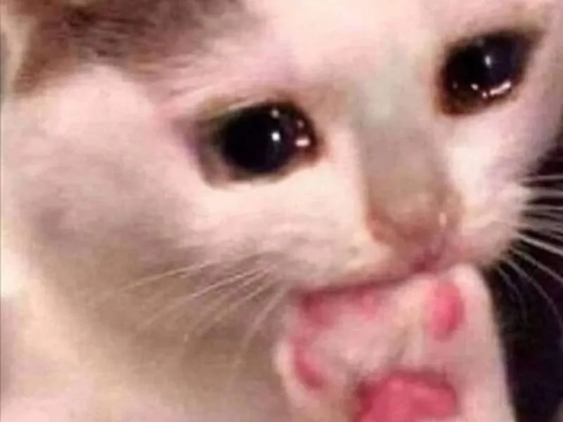 Meme mèo cầm dao thú vị và ngộ nghĩnh dễ dàng sử dụng