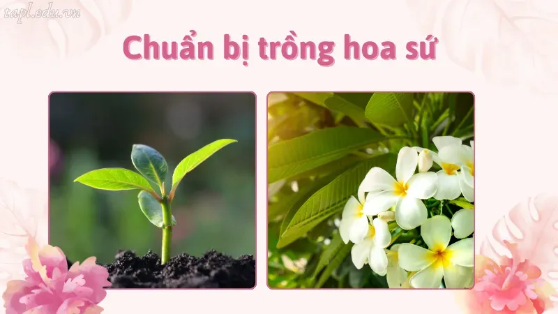 Chuẩn bị trồng hoa sứ