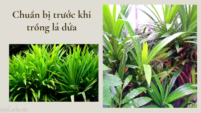 Chuẩn bị trước khi trồng lá dứa