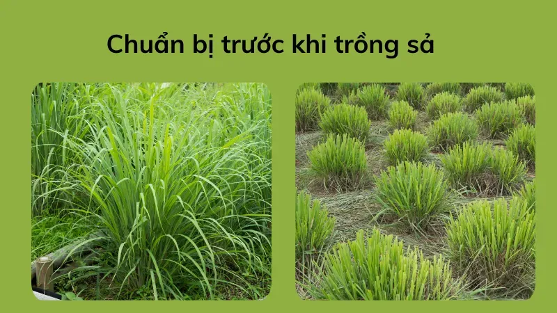 Chuẩn bị trước khi trồng sả