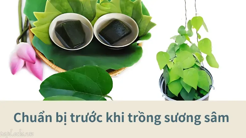 Chuẩn bị trước khi trồng sương sâm