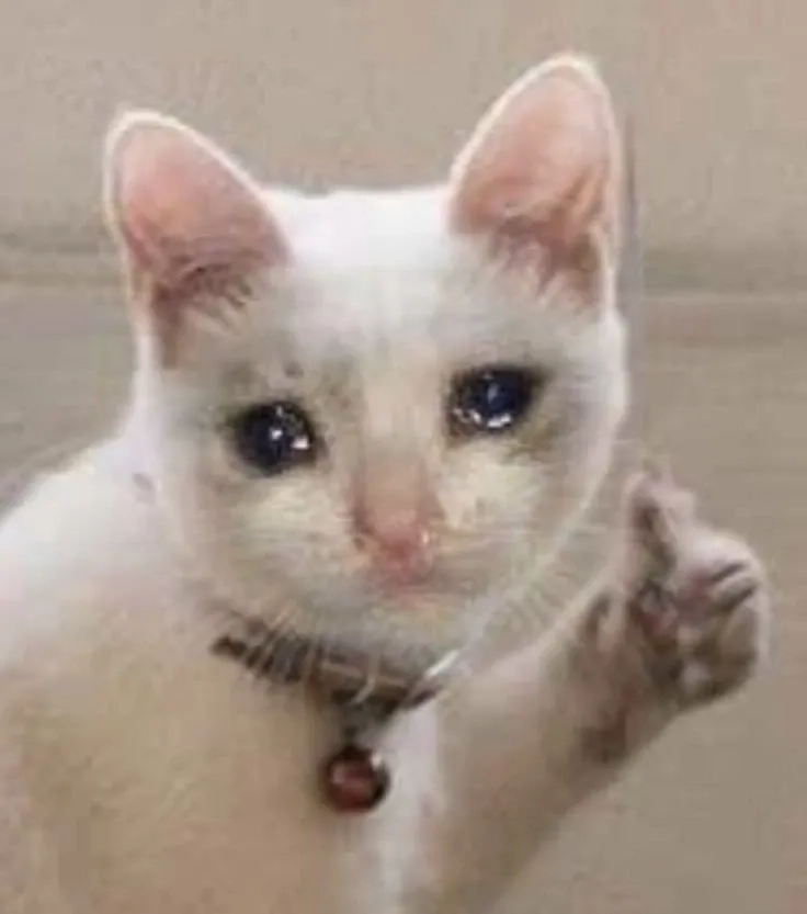 Ảnh mèo khóc meme sáng tạo và hài hước gây tiếng cười
