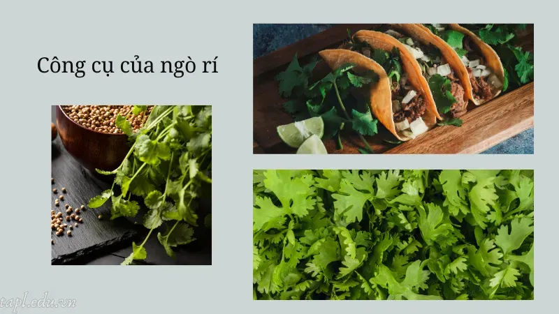 Công cụ của ngò rí