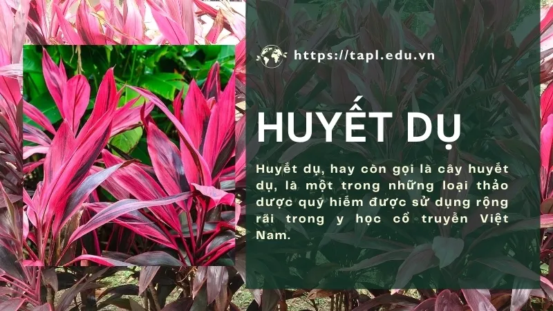 Công dụng và cách sử dụng huyết dụ hiệu quả cho sức khỏe