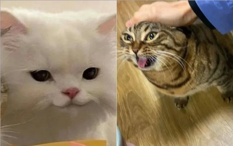 Ảnh mèo cười meme hài hước và thú vị trong mọi tình huống