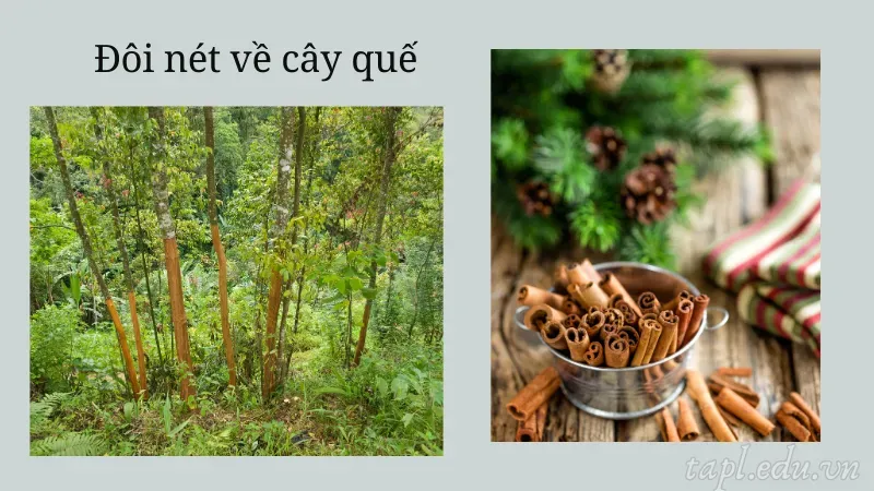 Đôi nét về cây quế
