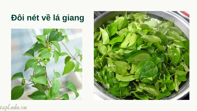 Đôi nét về lá giang