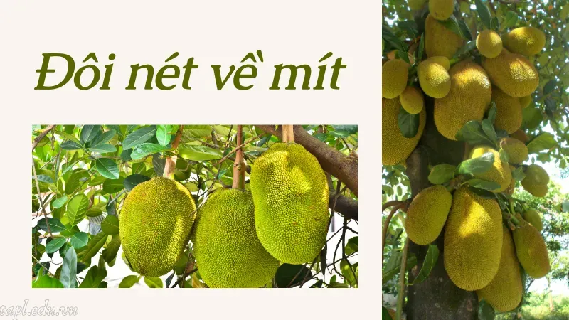 Đôi nét về mít