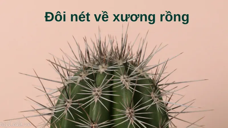 Đôi nét về xương rồng