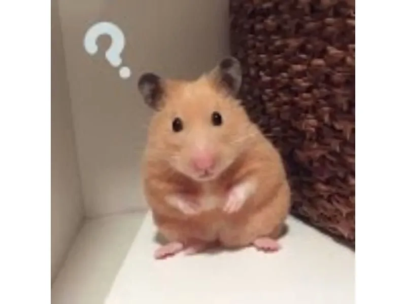 Ảnh meme chuột hài hước và thú vị phù hợp mọi người