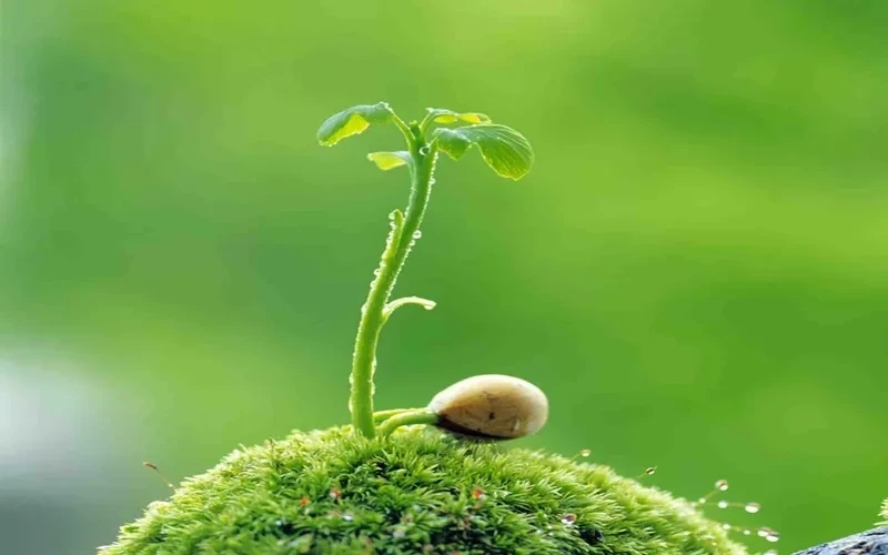 Hình ảnh thiên nhiên 3d sắc nét đến từng chi tiết
